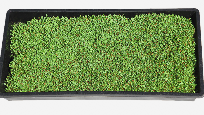 Wheatgrass Fully Biodegradable 10 Fits Standard 10 X 20 Germination Tray Hemp Fiber Grow Mats Environmentally Friendly Hydroponic Grow Pads Perfect for Microgreens 